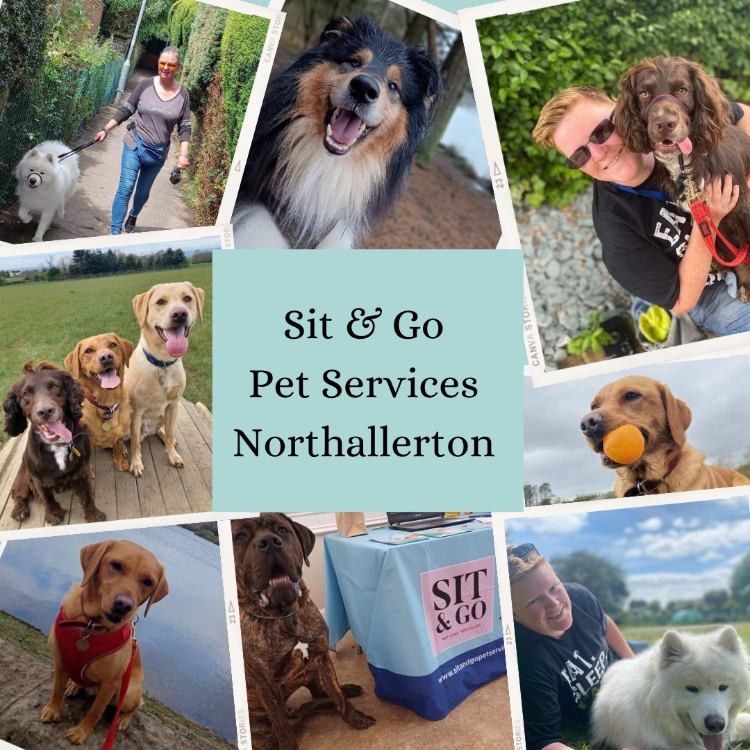 picture of dogs and the team